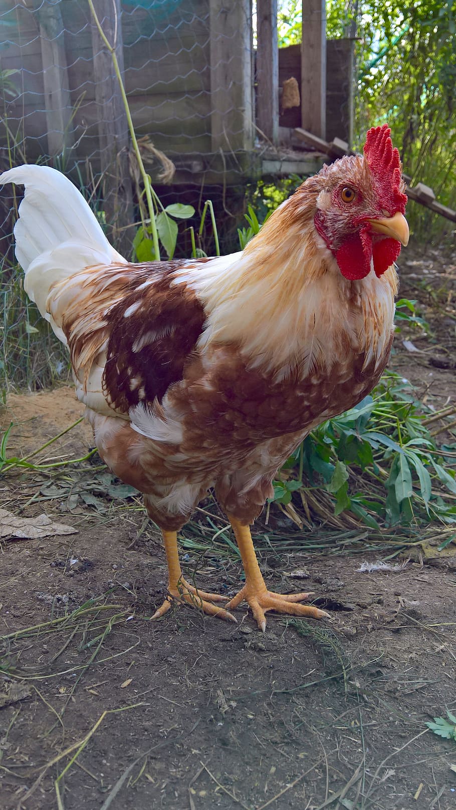 Cock, Poultry, Chicken, bird, chicken - Bird, farm, animal HD wallpaper