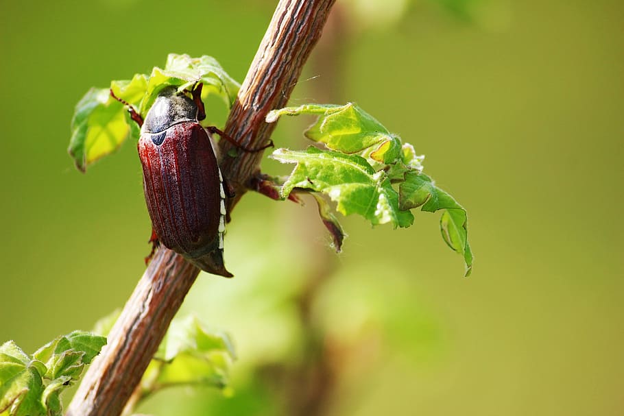 maikäfer, may, beetle, spring, brown, insect, one animal, green color HD wallpaper