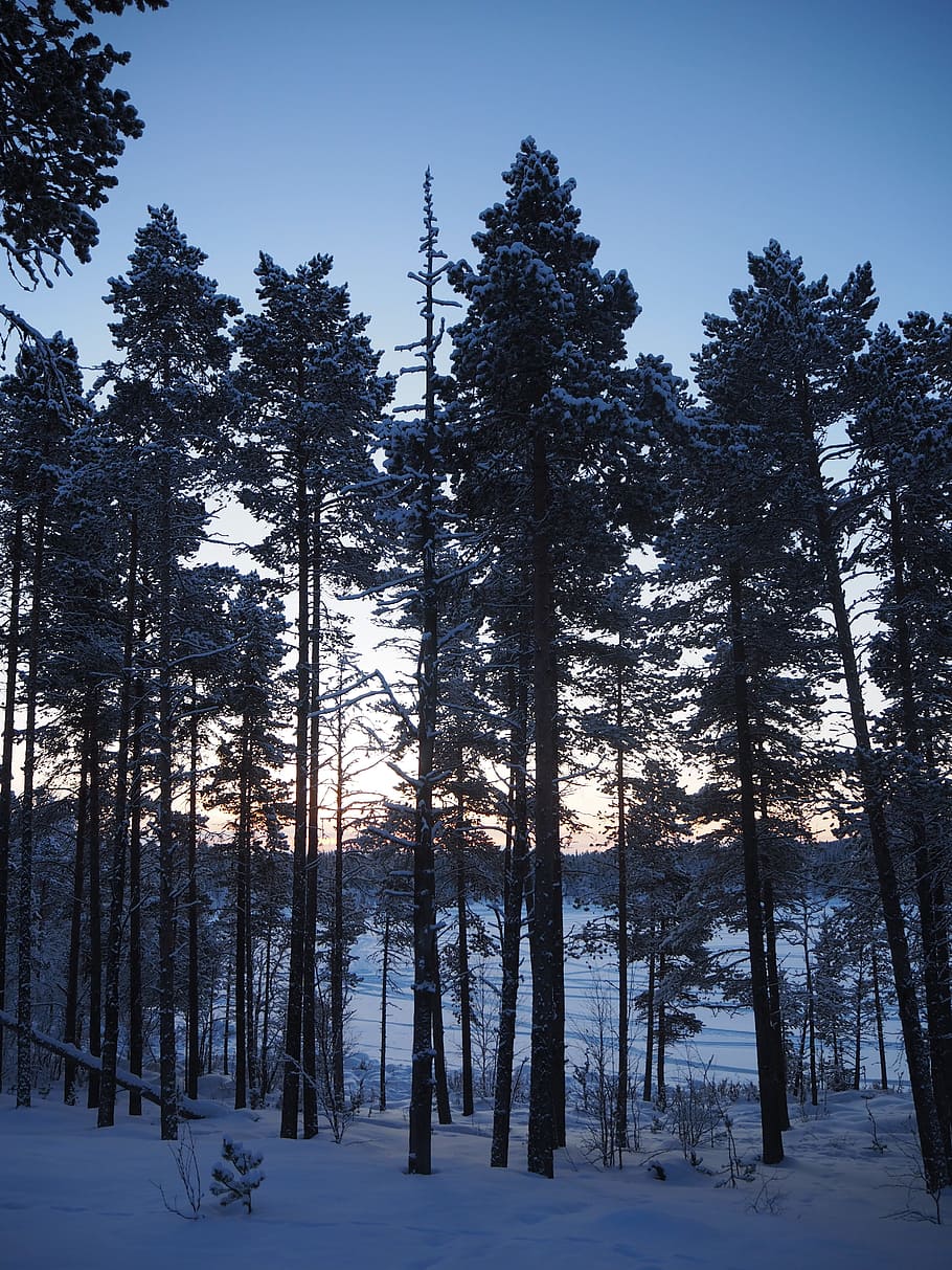 tree, snow, kiruna, cold, nature, plant, winter, cold temperature HD wallpaper