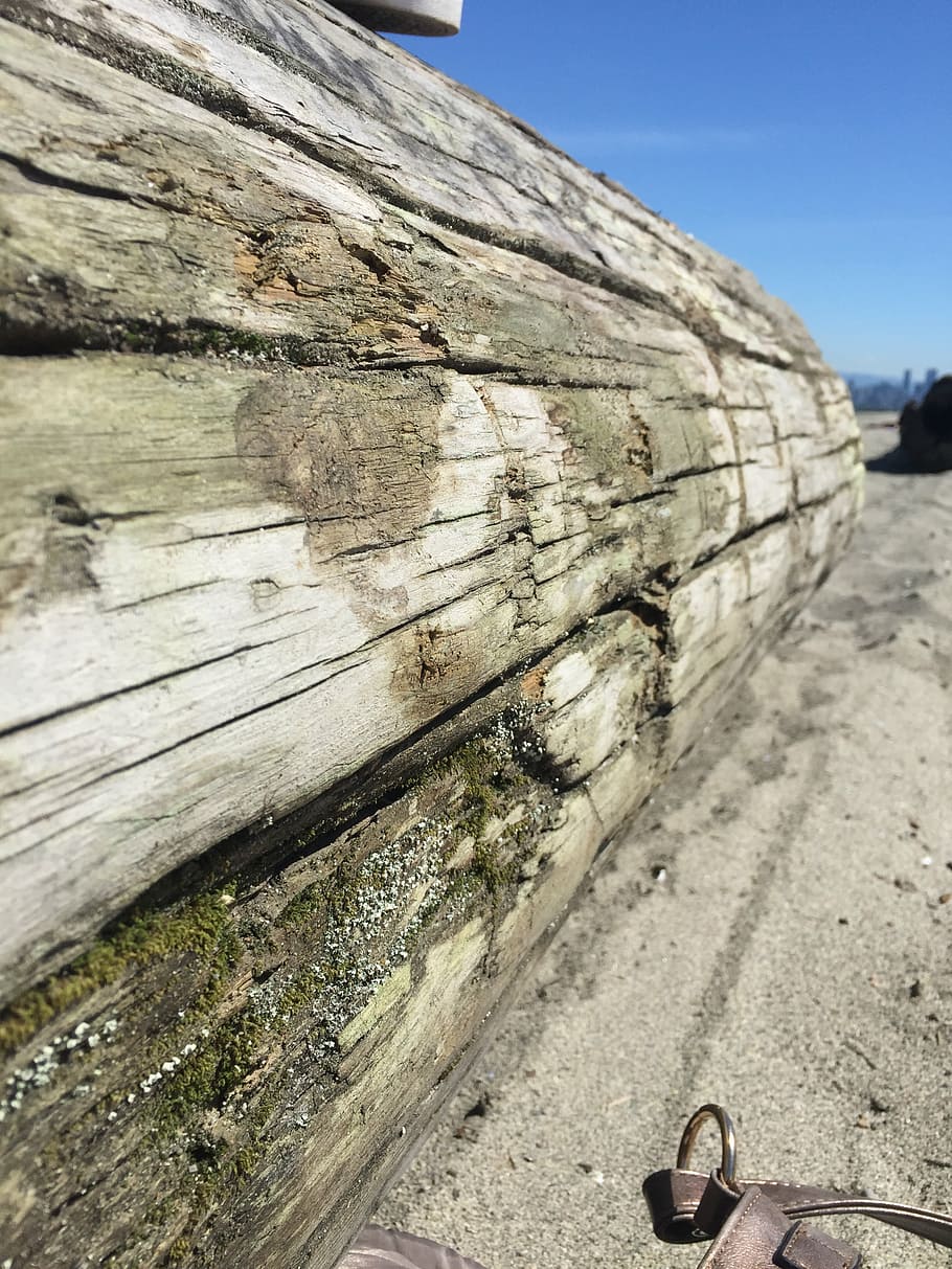 driftwood, log, beach, sand, nature, landscape, shoreline, wood - Material HD wallpaper