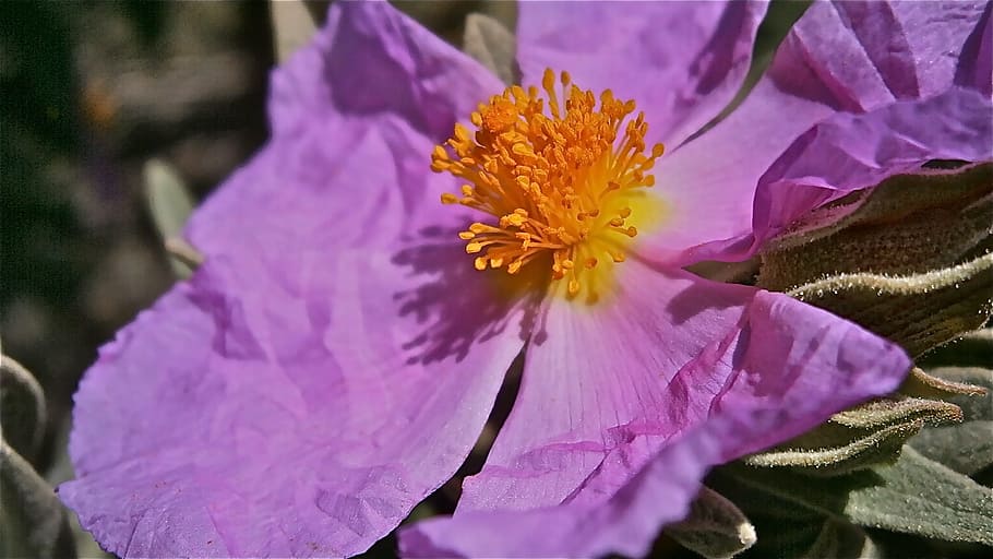 shallow focus photography of purple petaled flower, flowers HD wallpaper