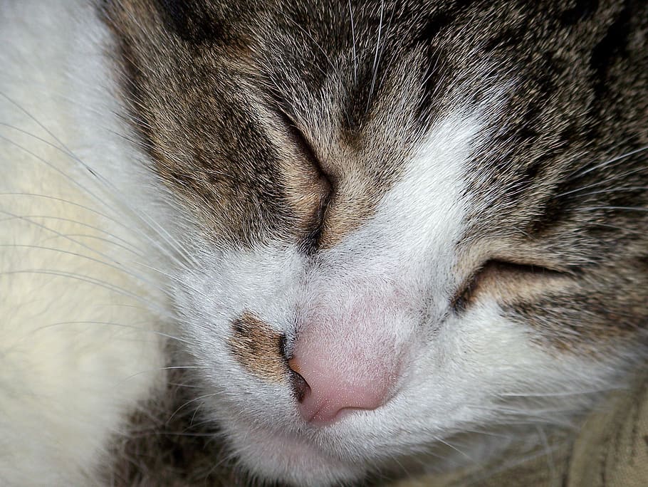 cat, sleeping, asleep, feline, domestic, furry, adorable, rest HD wallpaper