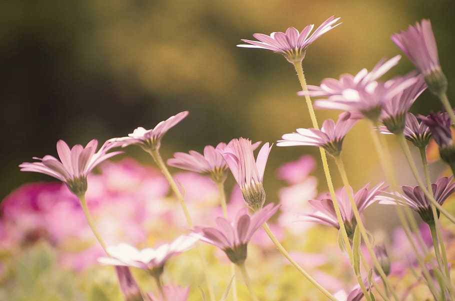 selective focus photography of purple daisy, flower, summer HD wallpaper