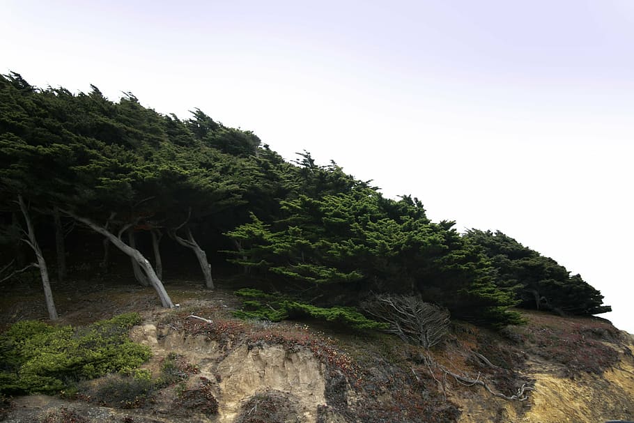 cypress, wind, trees, cliff, hill, nature, woods, scenic, landscape HD wallpaper
