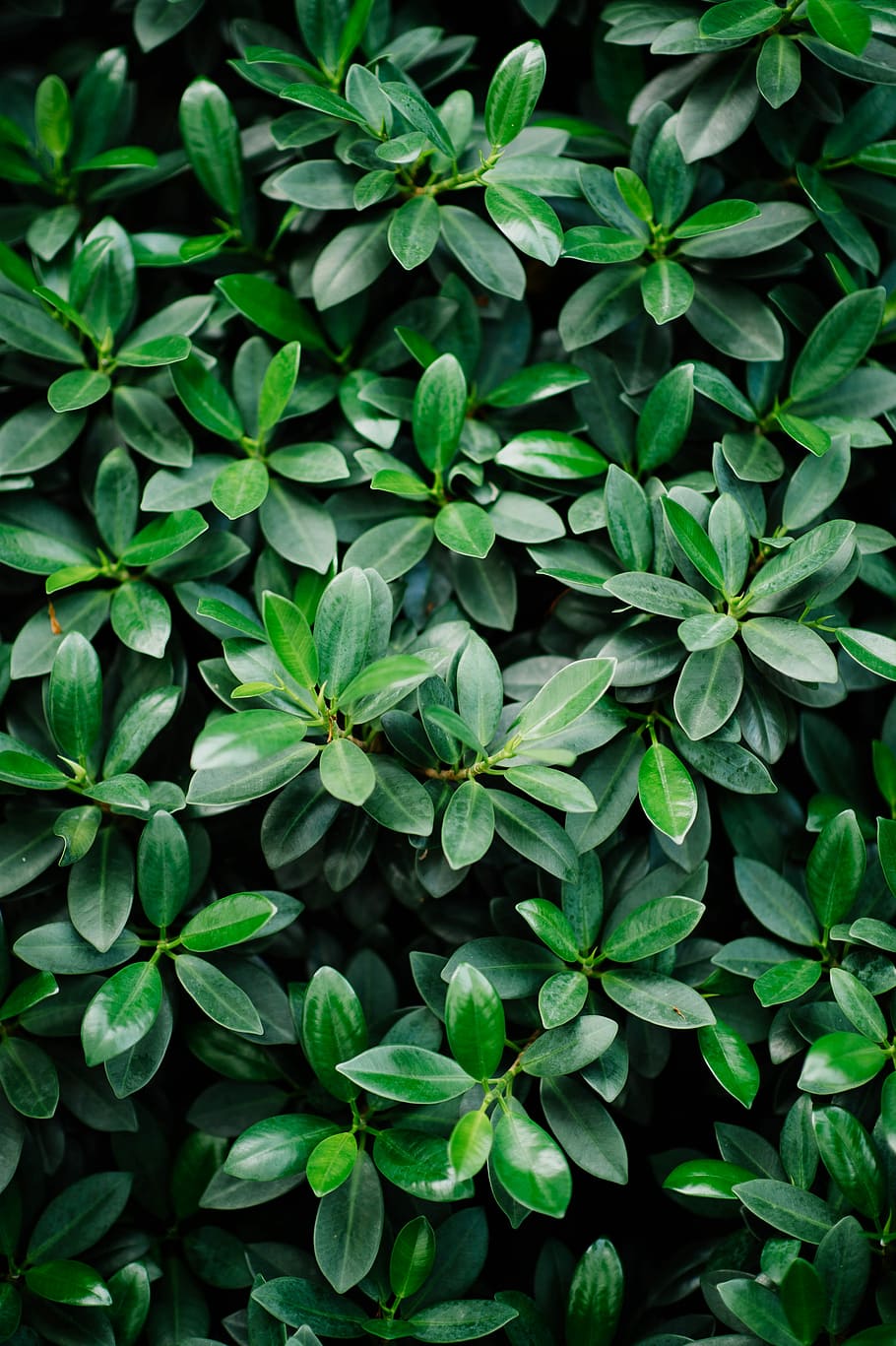 green rubber plant in closeup photography, photography of green leafed plant HD wallpaper
