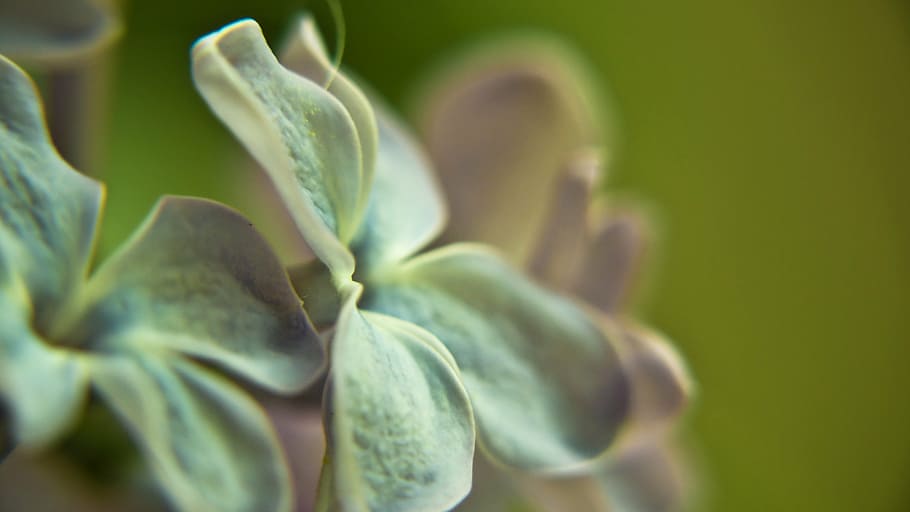 lilac, flower, macro, close, detail, spring, nature, blossom HD wallpaper