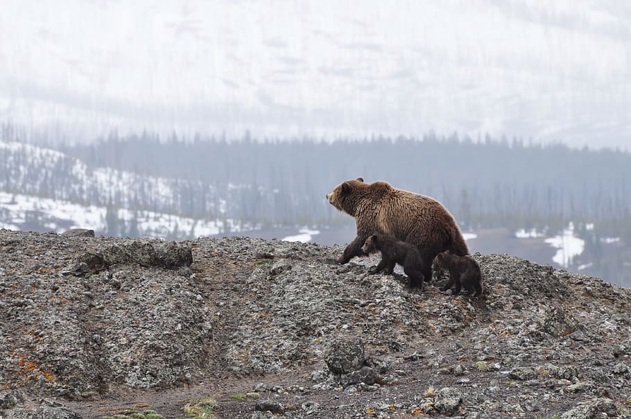 grizzly bear walking on mountain, brown bear near cliff during daytime HD wallpaper