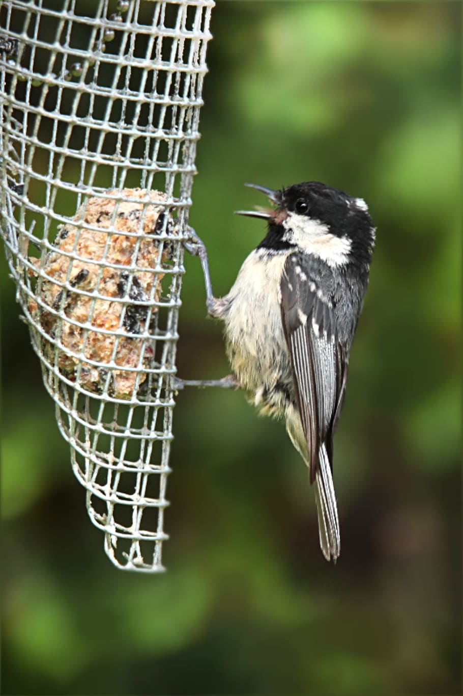 coal tit, young, bird, foraging, garden, animal themes, animal wildlife HD wallpaper