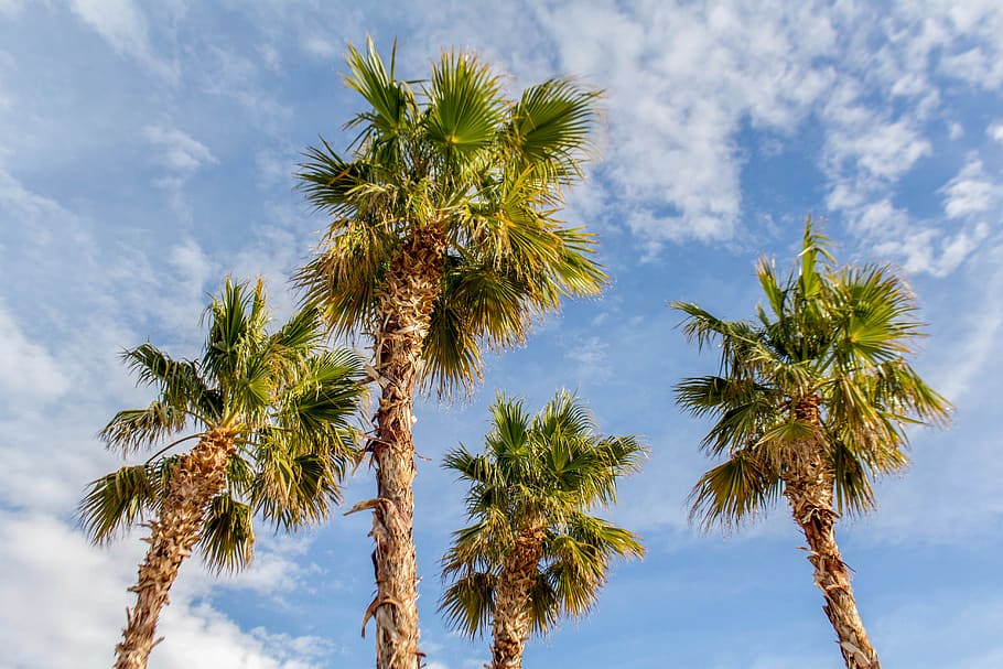 palm, tree, tropical, sky, summer, palm tree, tropical climate HD wallpaper