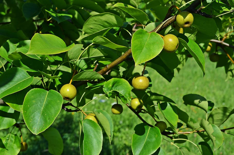 pear, asian pear, tree, sad, garden, closeup, nature, foliage HD wallpaper