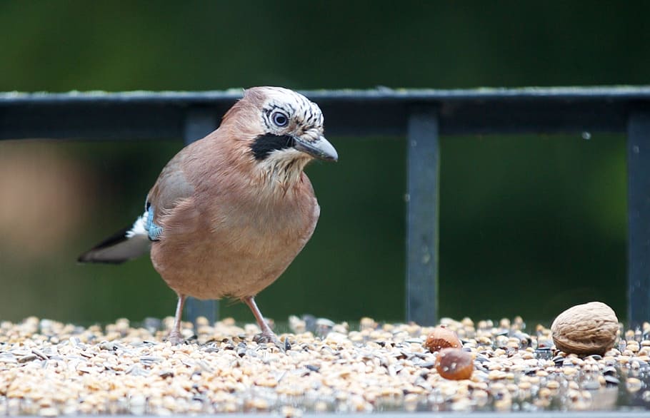 jay, bird, nature, garden, animal, plumage, feeding, hunger HD wallpaper