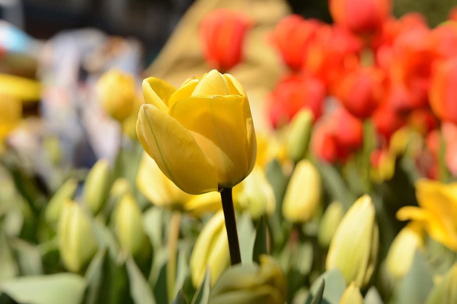 flower, the scenery, plant, flowering plant, beauty in nature HD wallpaper