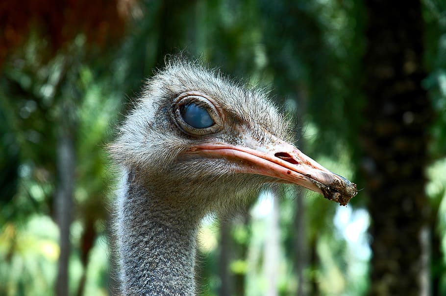 bouquet, bird, portrait, animal, one animal, ostrich, animal themes HD wallpaper