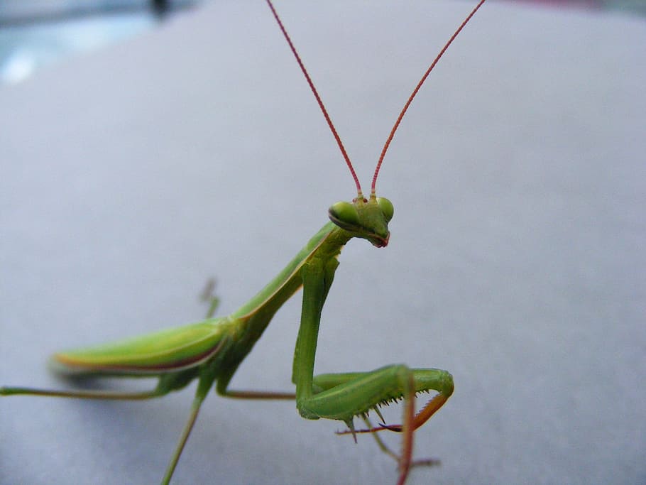 Mantis, Insects, Bugs, Macro, green, close up, wildlife, fly HD wallpaper