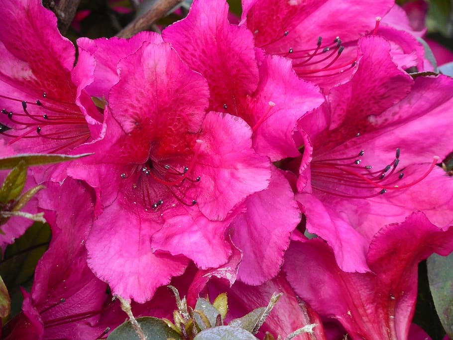 azalea, blooms, spring, blooming, nature, blossom, flower, pink HD wallpaper