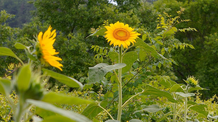 sunflower, nature, flowers, yellow, summer, plant, agriculture HD wallpaper