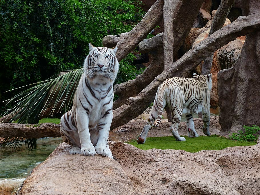 white tiger sitting on brown rock, white bengal tiger, rest HD wallpaper
