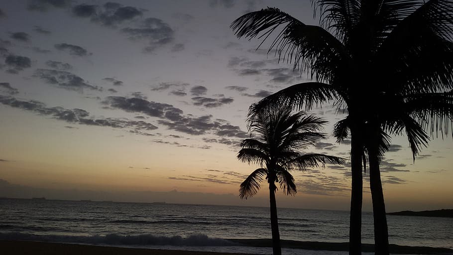 dusk, beach, coconut tree, mar, twilight, sky, sea, sunset HD wallpaper