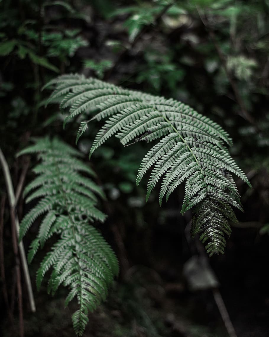 Green Fern Plant, blur, close-up, environment, flora, focus, forest, HD wallpaper