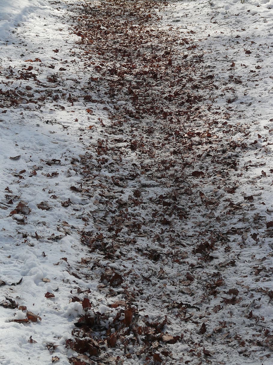 trail, winter, run, snow, wintry, snowy, cold, white, full frame HD wallpaper