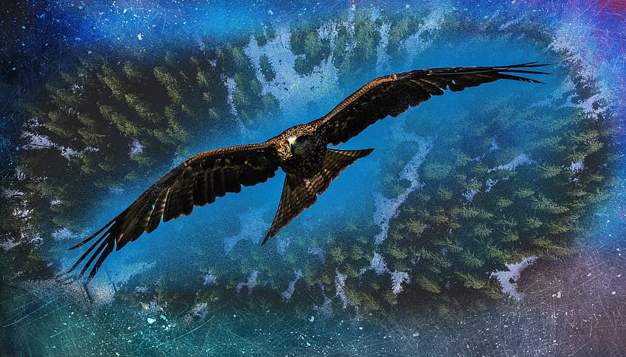 brown eagle digital wallpaper, height, bird, flight, nature HD wallpaper