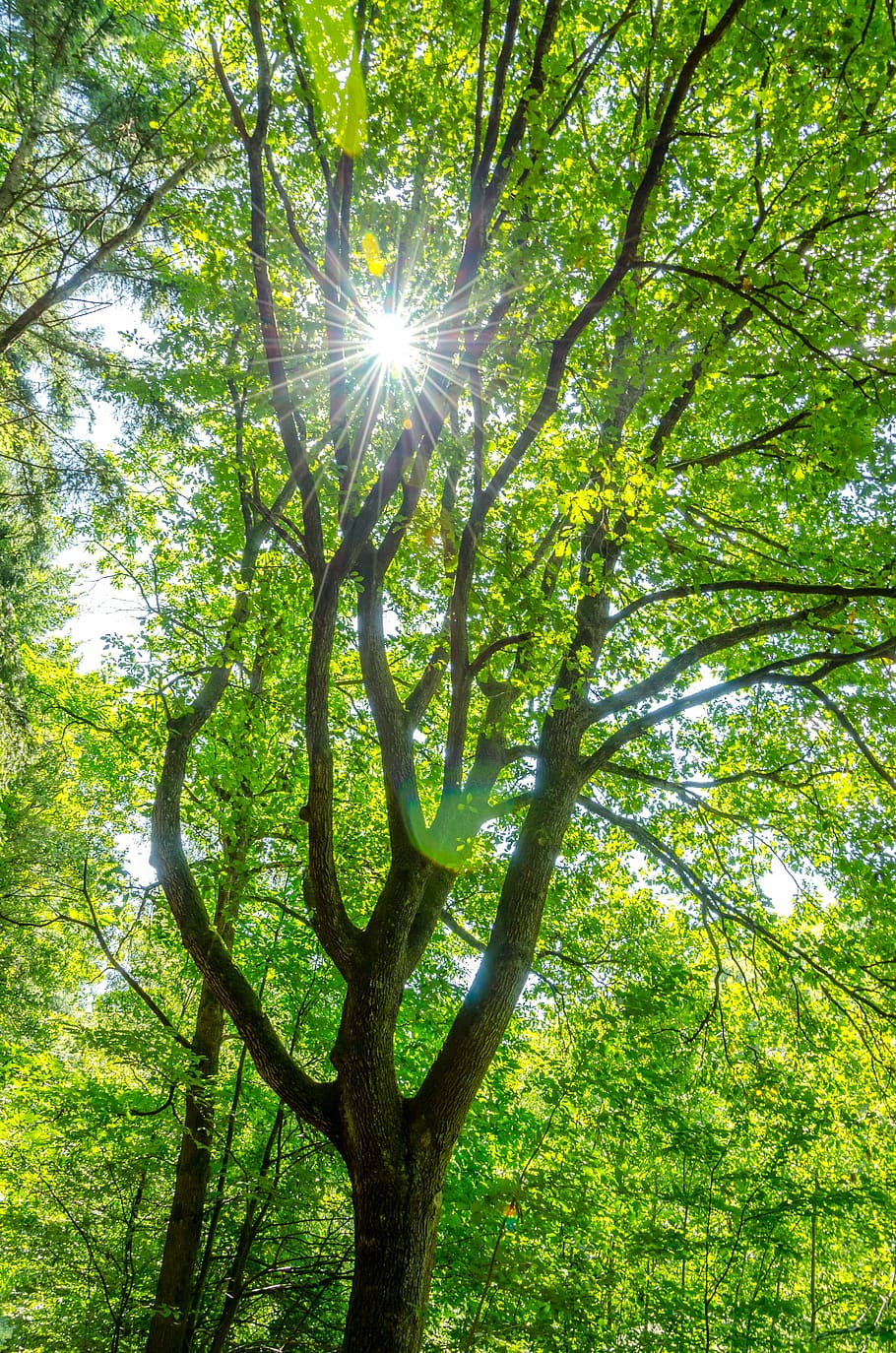 tree, sun, green, nature, forest, summer, sunbeam, plant, sunlight HD wallpaper