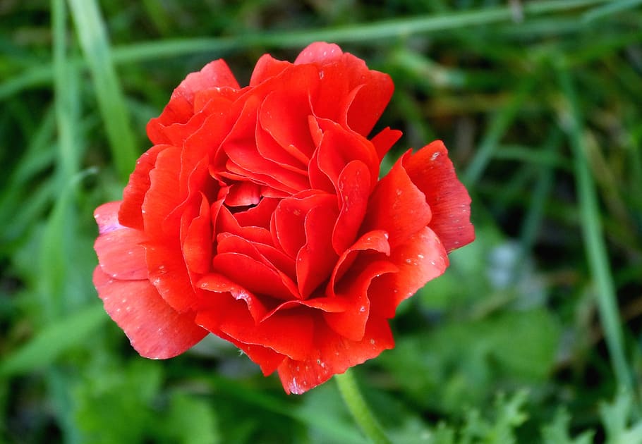 bright red, flower, blossom, bloom, colorful, plant, flora HD wallpaper