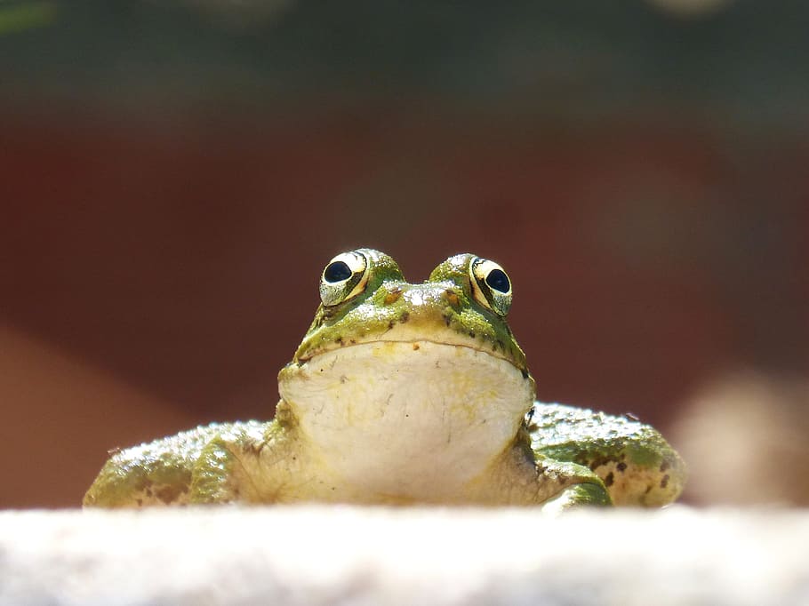 Frog, Front, View, Lookout, Raft, front view, batrachian, one animal HD wallpaper