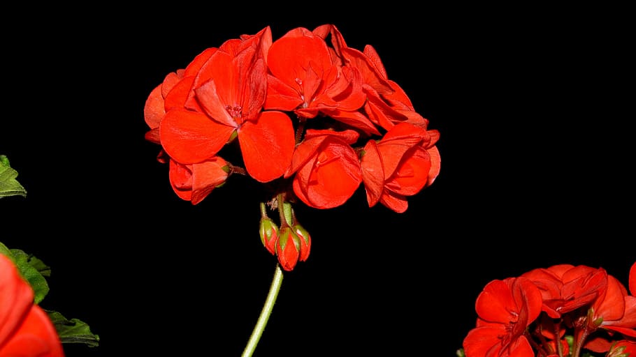 geranium, flower, red flower, flowering plant, petal, beauty in nature HD wallpaper