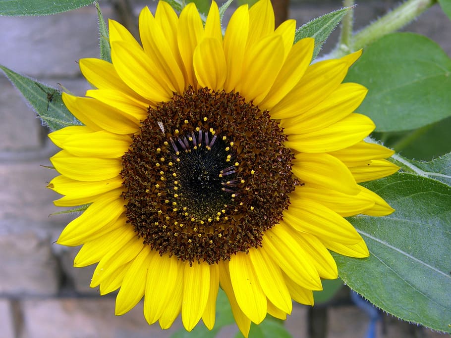 sun flower, yellow, macro, plant, summer, close, nature, flowering plant HD wallpaper
