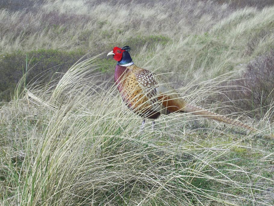 pheasant, bird, grass, nature, animal, wildlife, feather, animal themes HD wallpaper