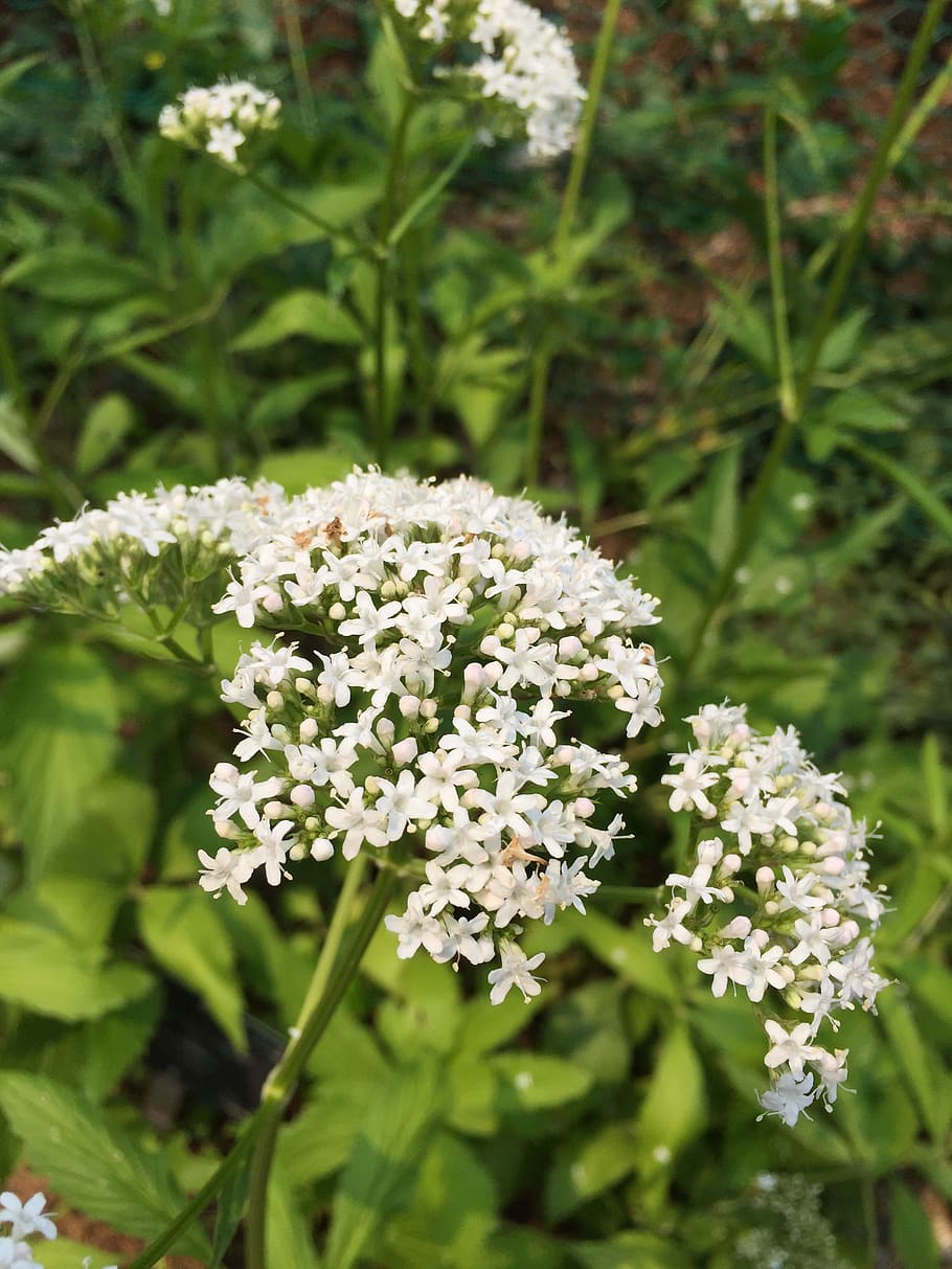 flowers, plants, nature, white, garden, meadow, flowering plant HD wallpaper