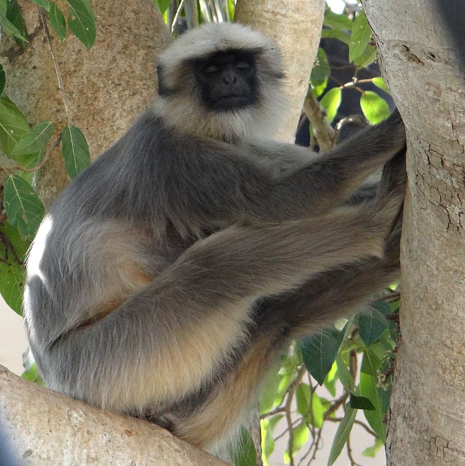 gray langur, monkey, sleeping, animal, mammal, sitting, female, HD wallpaper