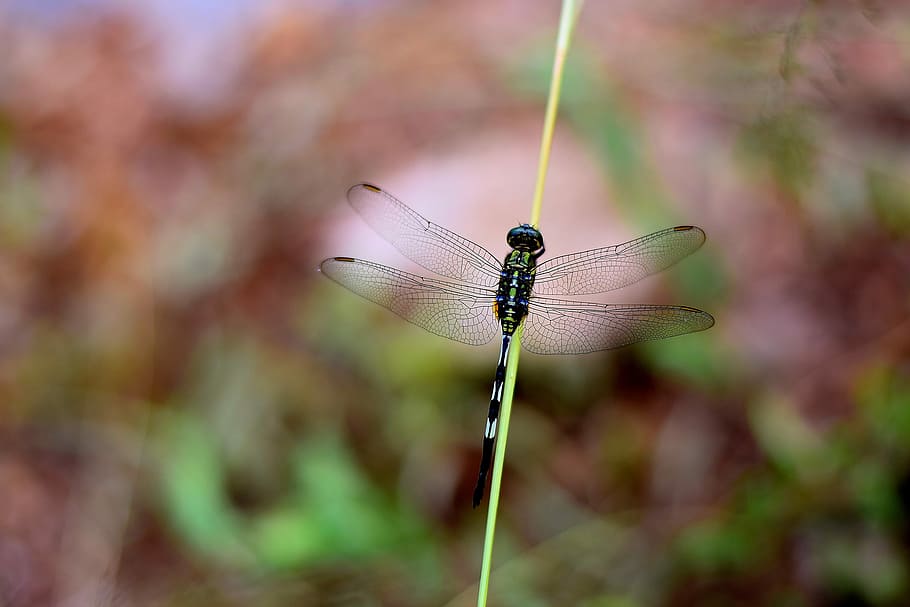 shallow focus photography of dragonfly, selective focus photography of dragonfly on twig HD wallpaper