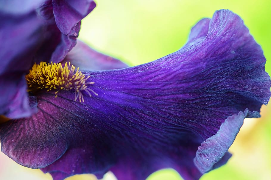 blue, orcide, flower, nature, floral, plant, natural, bloom HD wallpaper