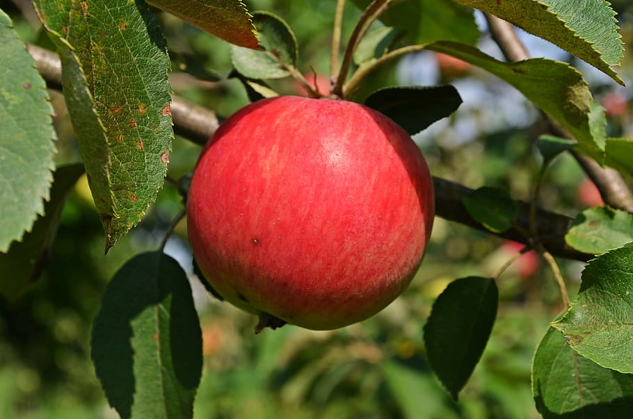 apple, fruit, sad, tree, food, nature, eating, closeup, garden HD wallpaper
