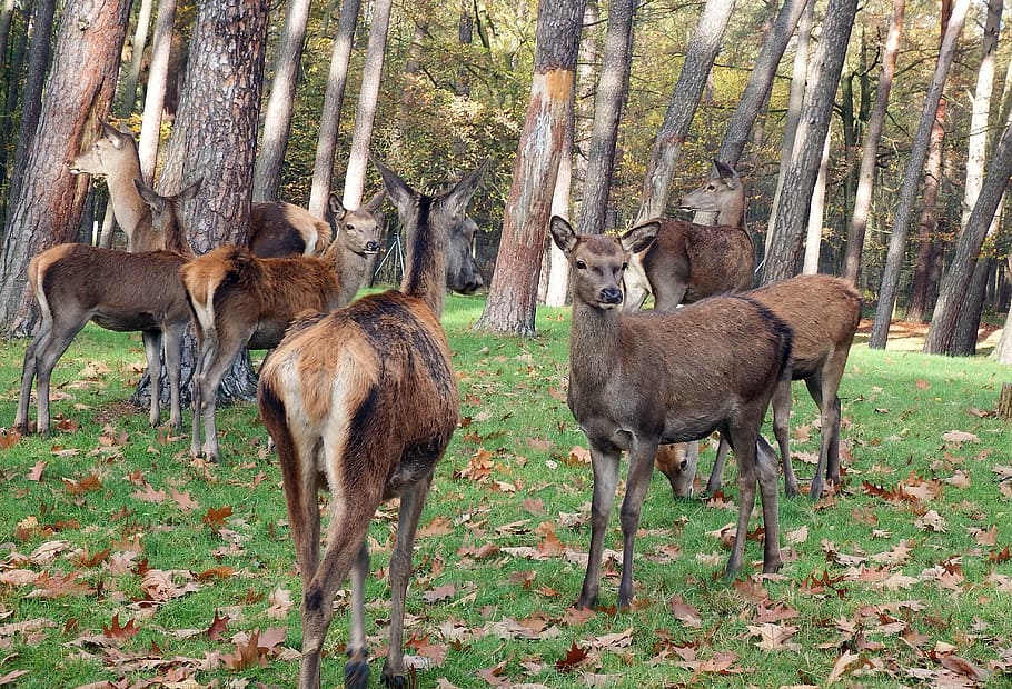 red deer, group, flock, autumn, animal, animal wildlife, animal themes HD wallpaper