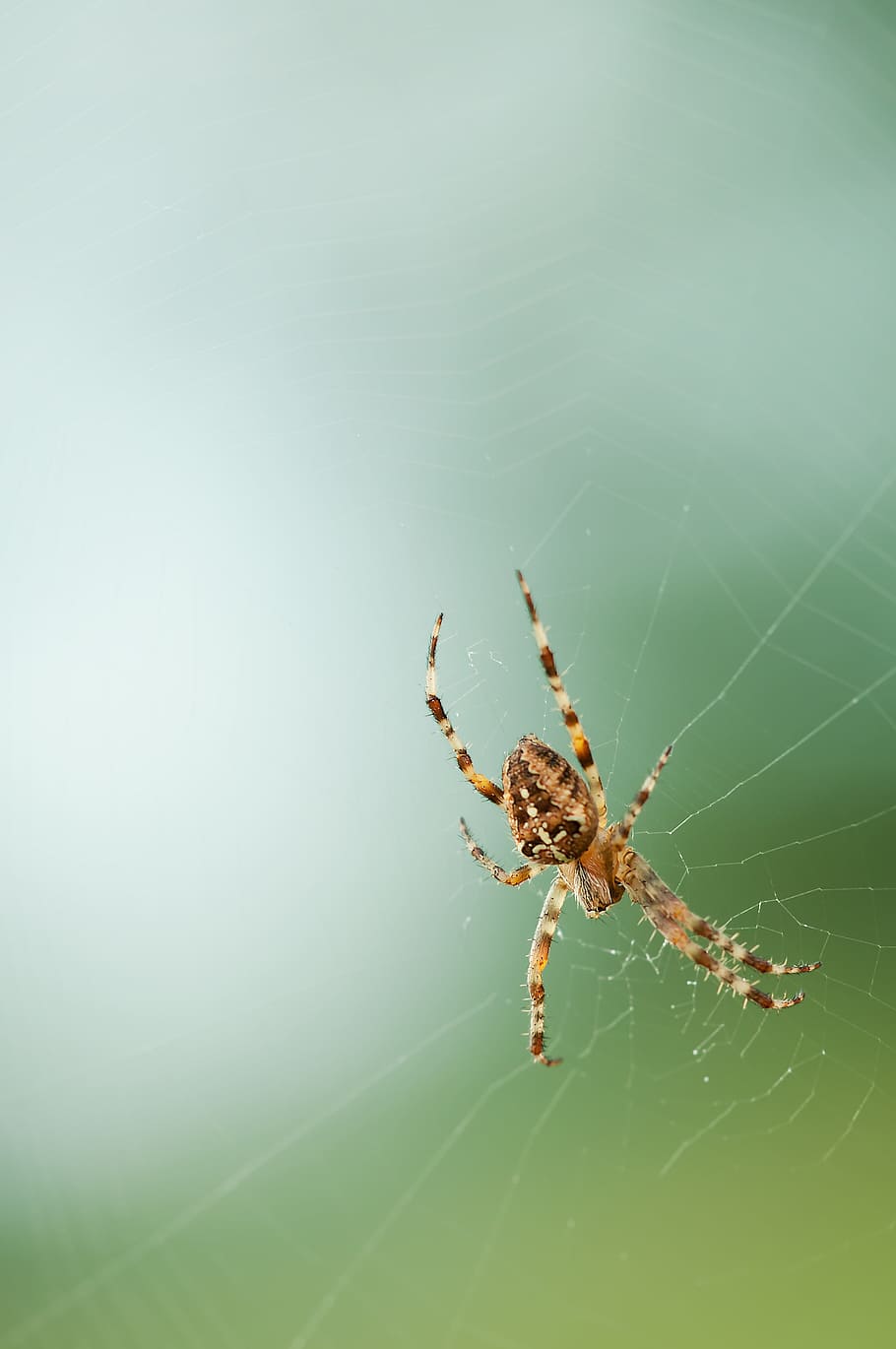 Brown and Black Spider, arachnid, arthropod, cobweb, macro, spider's web, HD wallpaper