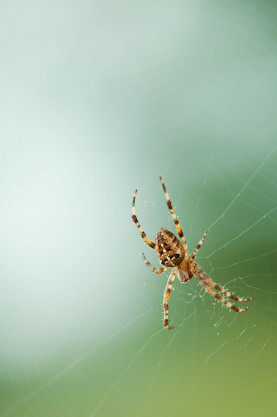 brown barn spider on spiderweb during daytime, network, nature HD wallpaper