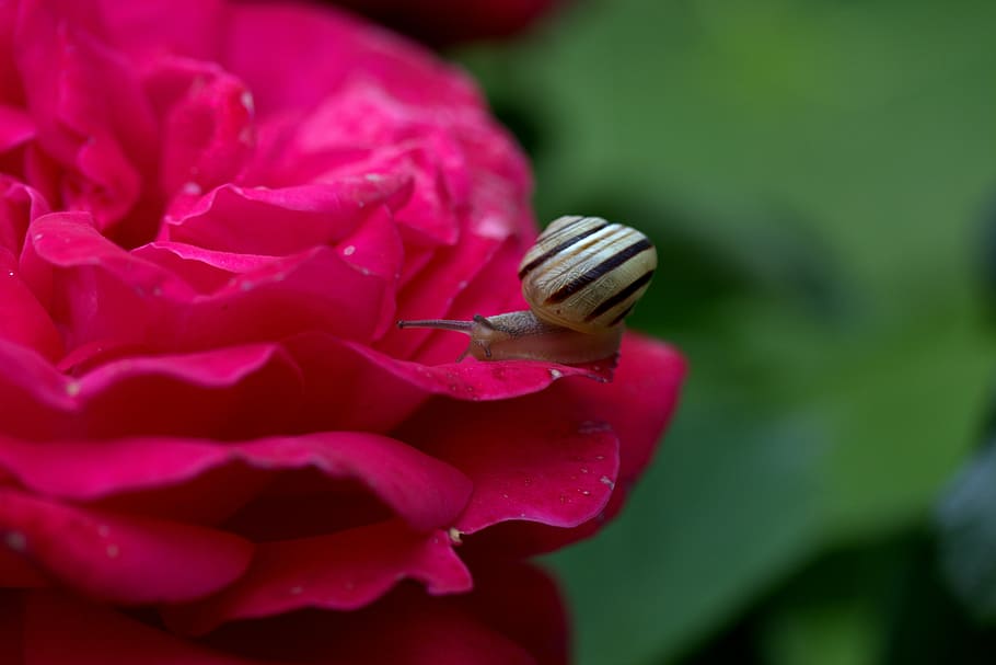 snail, rose, petals, shell, dew, flower, flowering plant, beauty in nature HD wallpaper
