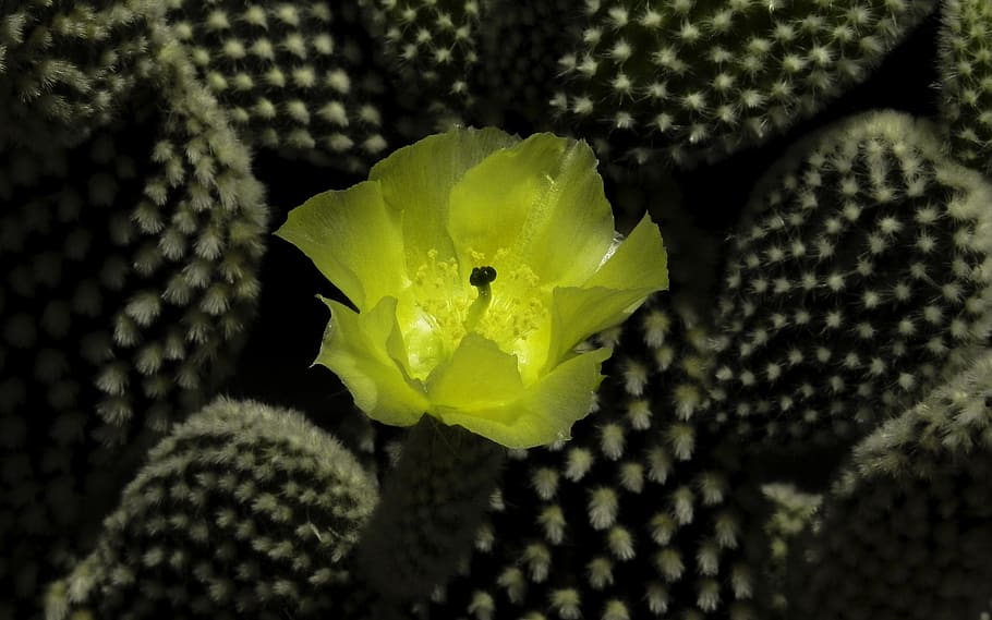 flowers, succulent plant, flowering plant, vulnerability, fragility HD wallpaper