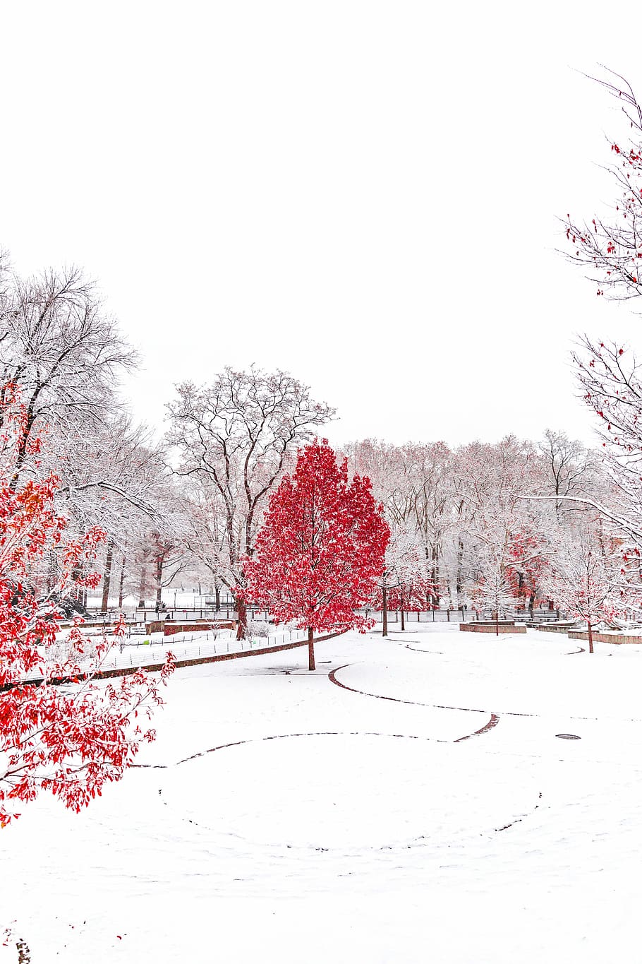 snow-covered park with red trees, red petaled flowering tree in the middle of park under white skies HD wallpaper