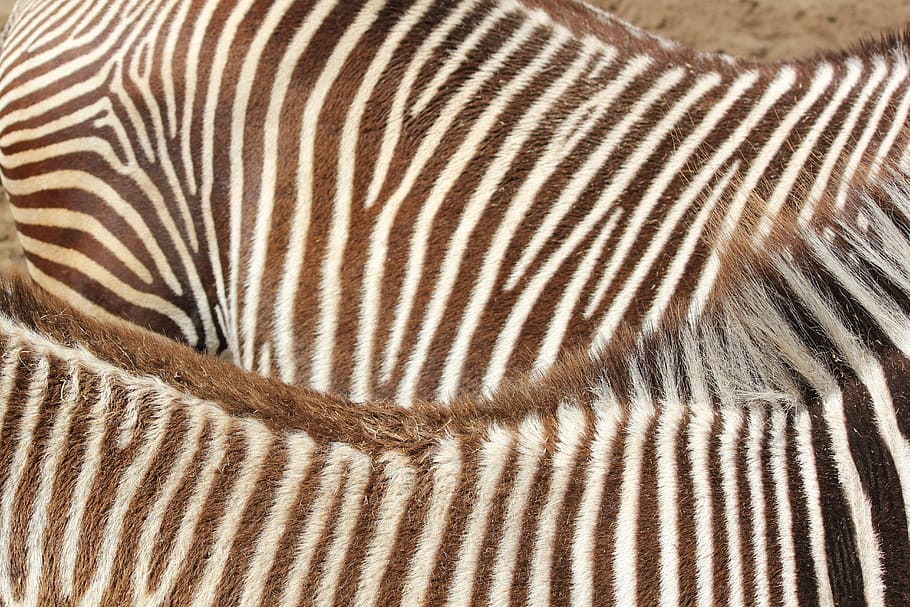 zebra, model, stripe, wallpaper, nature, pattern, full frame HD wallpaper