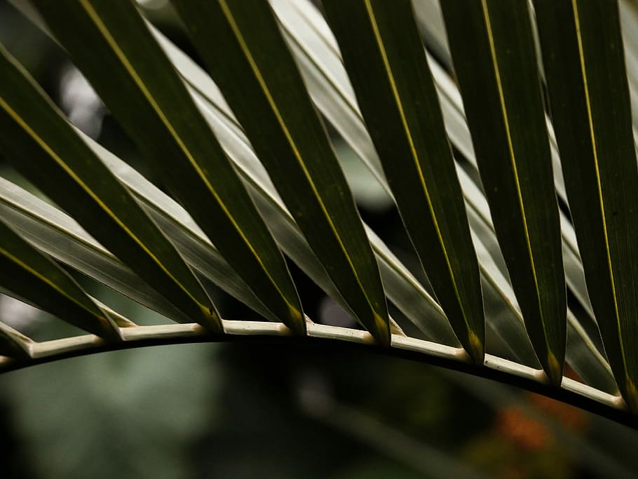 green leafed plant, selective focus photography of palm tree leaf HD wallpaper