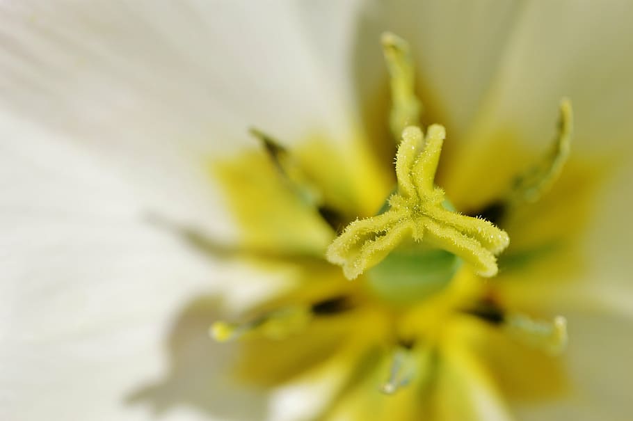 tulip, close, white, yellow, farbenpracht, flower, spring, nature HD wallpaper