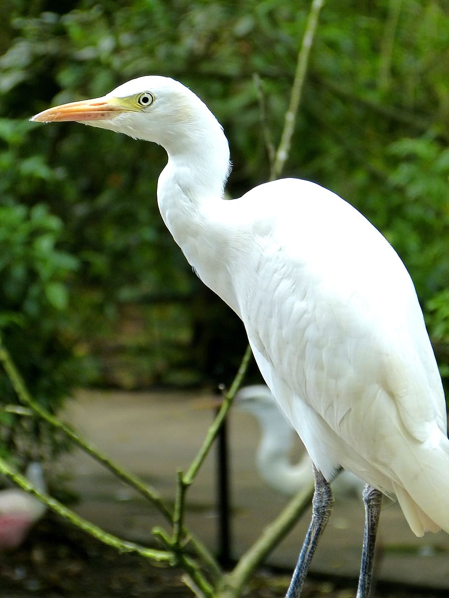 birds, heron, animals, animal themes, vertebrate, one animal HD wallpaper