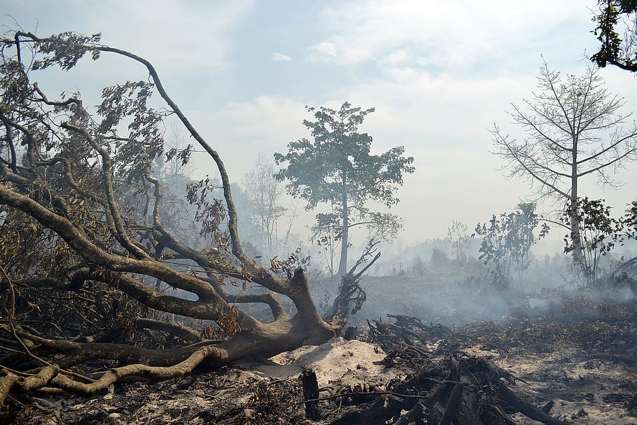 smoke, tree, forest, fire, danger, burning tree, wildlife, emergency HD wallpaper