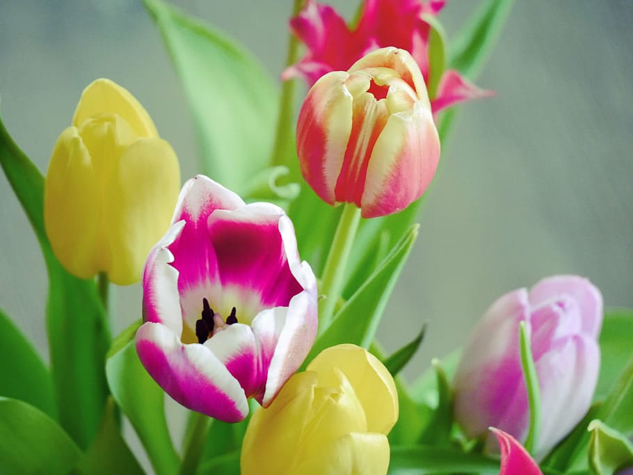 Page 23  tulips flowers nature pink flowers 1080P, 2K, 4K, 5K HD