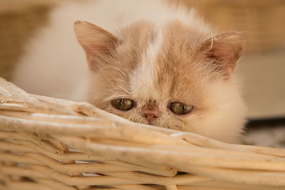 cute, cat, animal, young, animal themes, mammal, one animal HD wallpaper