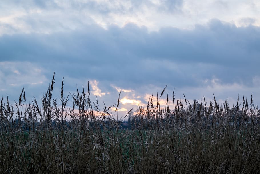 sun, sky, reed, sunset, twilight, cloud - sky, plant, growth HD wallpaper